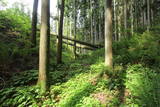 下野 鳩ヶ森城の写真