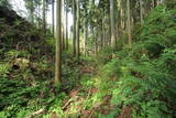 下野 鳩ヶ森城の写真