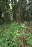 下野 鳩ヶ森城の写真