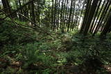 下野 鳩ヶ森城の写真