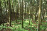 下野 鳩ヶ森城の写真