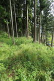 下野 鳩ヶ森城の写真