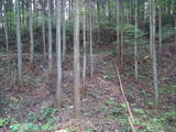 下野 伊王野城の写真