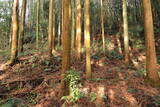 下野 泉城(矢板市)の写真