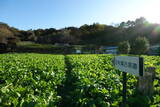 下野 樺崎城の写真