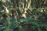 下野 上南摩城(上の御城)の写真