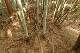 下野 金枝城の写真
