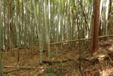 下野 金枝城の写真