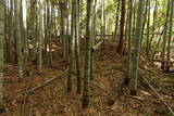 下野 金枝城の写真