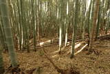 下野 金枝城の写真