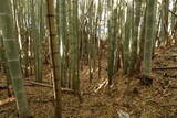 下野 金枝城の写真
