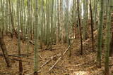 下野 金枝城の写真