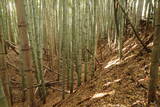 下野 金枝城の写真