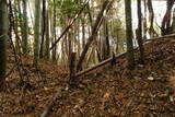 下野 金枝城の写真