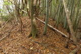 下野 金枝城の写真