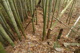 下野 金枝城の写真