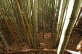 下野 金枝城の写真