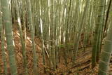 下野 金枝城の写真