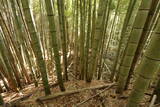 下野 金枝城の写真
