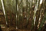 下野 金枝城の写真