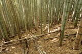 下野 金枝城の写真
