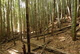 下野 金枝城の写真