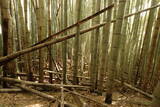 下野 金枝城の写真