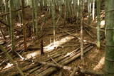 下野 金枝城の写真