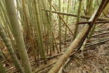 下野 金枝城の写真