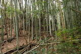 下野 金枝城の写真