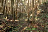 下野 烏山城の写真