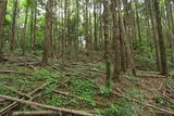 下野 片平城の写真