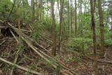 下野 片平城の写真