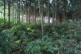 下野 右岡城の写真