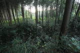 下野 右岡城の写真