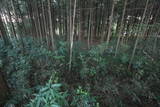 下野 右岡城の写真