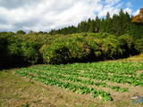 下野 茂木城の写真