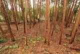 下野 小宅城の写真