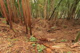 下野 小宅城の写真