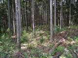 下野 白旗城の写真