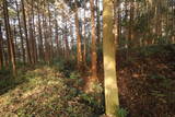 下野 杉山城の写真