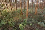 下野 杉山城の写真