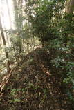 下野 杉山城の写真
