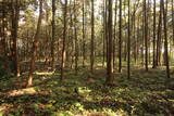 下野 杉山城の写真