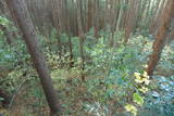 下野 玉生城の写真