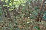 下野 玉生城の写真