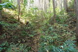 下野 玉生城の写真