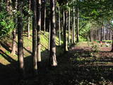 下野 八木岡城の写真