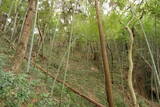 下総 森山城の写真