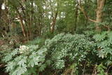 下総 森山城の写真